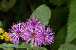 Baldwin's ironweed